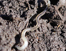 Семейство Enchytraeidae. Энхитреиды