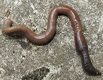 Lumbricus terrestris. Обыкновенный дождевой червь