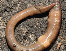 Lumbricus terrestris. Обыкновенный дождевой червь