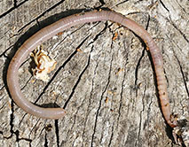 Aporrectodea caliginosa. Пашенный червь