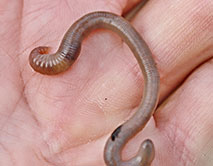 Aporrectodea caliginosa. Пашенный червь