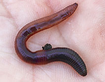 Lumbricus castaneus. Каштановый червь