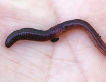 Lumbricus castaneus. Каштановый червь
