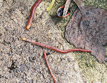 Eisenia fetida. Навозный червь