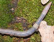 Octolasion lacteum. Молочный Октолазий