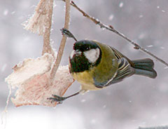 Синичкин день и акция «Покормите птиц»