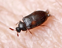 Globicornis emarginata (фото: Рыжков О.В.)