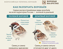 Как различать воробьёв