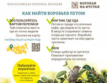 Как найти воробьёв летом