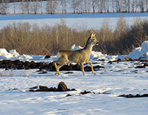 Косуля. Самец