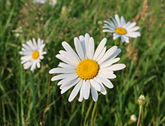 С Днём заповедников и национальных парков России