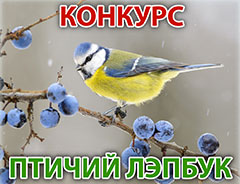 Детский конкурс на лучший лэпбук в рамках акции &laquo;Покормите птиц!&raquo;