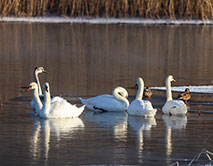 Серая Шейка - 2026 зимующие водоплавающие заповедника и его окрестностей