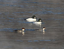 Серая Шейка - 2026 зимующие водоплавающие заповедника и его окрестностей