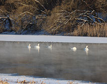Серая Шейка - 2026 зимующие водоплавающие заповедника и его окрестностей