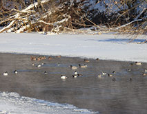 Серая Шейка - 2026 зимующие водоплавающие заповедника и его окрестностей