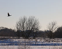 Серая Шейка - 2026 зимующие водоплавающие заповедника и его окрестностей