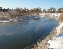 Серая Шейка - 2026 зимующие водоплавающие заповедника и его окрестностей