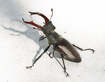 Lucanus cervus Жук-олень. Фото Дегтярёв Н.И.