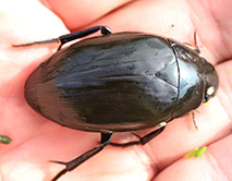 Hydrophilus aterrimus Чёрный водолюб. Фото. Дегтярёв Н.И.