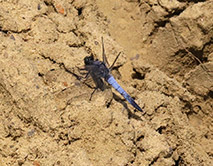 Orthetrum cancellatum Стрекоза решётчатая. Фото Дегтярёв Н.И.