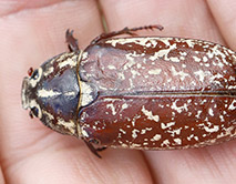 Polyphylla fullo Хрущ мраморный. Фото Дегтярёв Н.И.