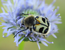 Trichius fasciatus Восковик перевязанный. Фото Дегтярёв Н.И.