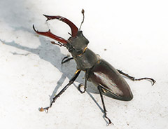 День энтомолога