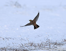 Рогатый жаворонок, или рюм