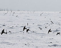 Рюмы и пуночки