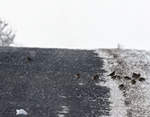 Рогатые жаворонки - зимние скитальцы