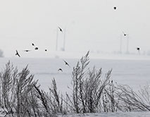 Стайка рогатых жаворонков