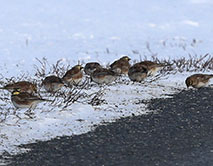 Рогатые жаворонки кормятся семенами трав