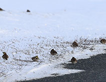 Рюмы на обочине