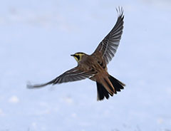 Рюмы и пуночки: унесенные снегом