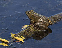 Озерная лягушка