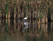 Белая и серая цапли