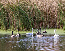 Семья лебедей-шипунов