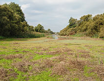 Урочище Плавни