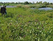 Куртина пальчатокоренника