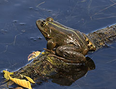 День водно-болотных угодий