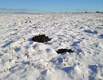 Выбросы слепыша