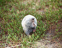 Обыкновенный слепыш