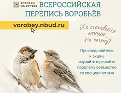 Всероссийская перепись воробьёв &laquo;Воробьи на кустах&raquo;