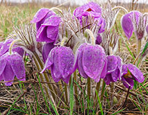 Сон-трава (А.А. Власов)