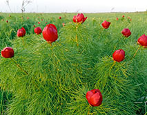 Пион тонколистный (В.Н. Митракова)