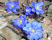 Печеночница благородная (В.П. Сошнина)