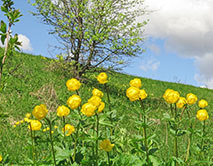 Купальница европейская (Г.А. Рыжкова)