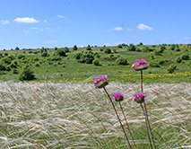 Наголоватка паутинистая в ковыльной степи (В.П. Сошнина)