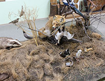 Музею Природы ЦЧЗ 55 лет